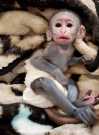 Friendly baby Capuchin Monkeys FREE FREE