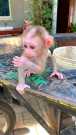 Home trained female baby Macaque monkey
