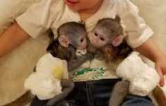 Trained Capuchin Monkeys For Adoption