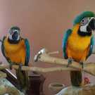 Blue &amp; gold macaw parrot rehoming!