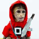 Home Raised Capuchin Monkey for Adoption