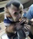 Adorable USDA registered Capuchin Monkey Available!
