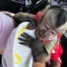 Capuchin monkey for sale pay with cash