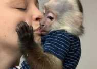 Excellent Male / Female Capuchin Monkeys