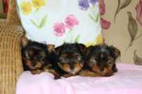 Yorkie puppies outstanding quality