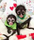 Spider monkeys for adoption now