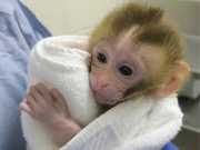 Best free and adorable baby Capuchin