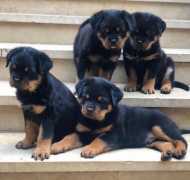 Purebred Rottweiler Puppies AVailable