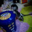Outstanding pet macaque monkey for sale