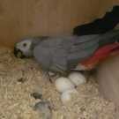 Parrots And Fertile Parrot Eggs For Sale