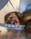 Smart baby capuchin monkey for sale now