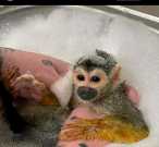 MMSquirrel Monkey ready now for adoption