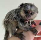 Cutie marmoset monkeys