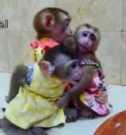 Adorable capuchin monkeys for rehoming