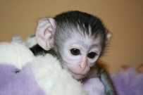 Capuchin-monkey.jpg