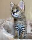 Male and female serval kittens for sale
