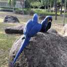 Pair Hyacinth Macaws Available