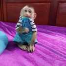 Checked Home Trained Capuchin Monkey