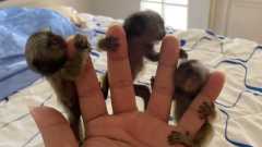 Marmoset Monkeys for Adoption