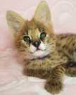 Pure serval kittens for adoption locally