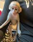 Top pigtail monkey for adoption now