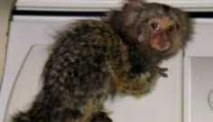 Healthy Male and Female Baby GD Marmoset Monkeys Two