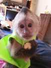 Months Old Cappuchin Monkey for Sale