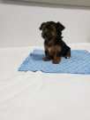 Male And Female Yorkie Puppies Available