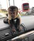 Well Trained Capuchin Monkeys For Sale