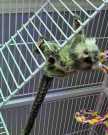 Baby marmoset monkeys looking for home