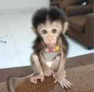 Top rhesus pigtail monkey for sale asap
