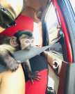 Healthy capuchin monkey for sale now