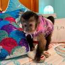 Tame pet capuchin monkey for sale