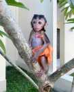 Baby rhesus macaque monkey for sale