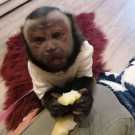 Top capuchin monkey for sale locally