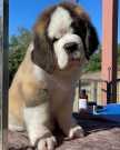 Quality male and female St. Bernard dogs