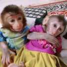 Tamed Capuchin Monkeys available