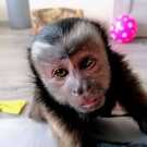 Off baby capuchin monkey for sale