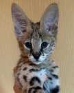 Socialized serval kittens for sale now