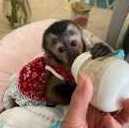 Cute Capuchin Monkeys Available For Sale