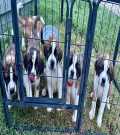 St. Bernard Puppies For Sale