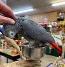 African Grey Parrots for sale in OH