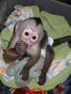 Cute And Lovely Capuchin Monkey Ready fo