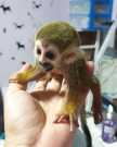 Squirrel monkeys for caring homes