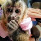 Registered capuchin monkeys for sale