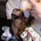 Train healthy capuchin monkey for sale