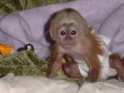 Baby capuchin monkey for rehoming