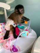 Home Raised Capuchin Monkeys Ready For A
