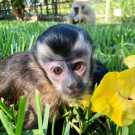 Wonderful baby capuchin monkey for sale