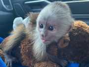 Capuchin Monkey For sale